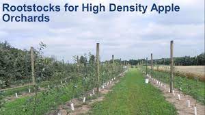 Check spelling or type a new query. Rootstocks For High Density Apple Orchards Youtube