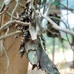 Image result for Ancistrorhynchus clandestinus