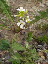 Image result for Arabis