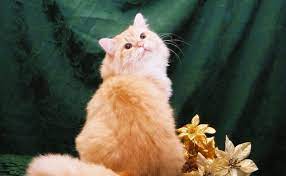We did not find results for: Ragamuffin Kittens Cat Kitty Site Ragamuffin Cat Orange Cats Cats