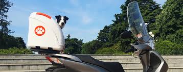 The catch is to pick the but what constitutes a good motorcycle pet carrier? Pet Carrier Italy Pet On Wheels