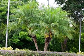 Remove a third of the leaves to reduce the stress that comes with transplanting a robellini palm. Pin On Subtropical Pardise