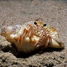 According to veterinarian research, no report shows crab meat is harmful to felines. What To Do If Your Hermit Crab Loses A Leg