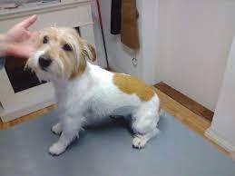 Trimmen Hund Trimmen Hundesalon Hundepflege