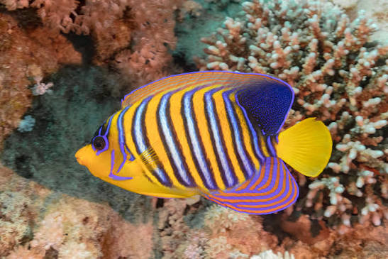Royal angelfish - Wikipedia