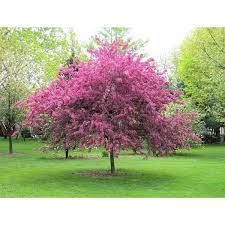 Kwanzan cherry trees produce the largest flowers of the cherries. 7 Gal Kwanzan Cherry Tree Flowering Tree Lowe S Canada