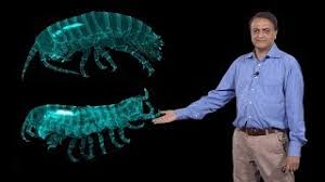 How to say crustacean in english? Crustacean 179 Pronunciations Of Crustacean In English