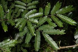 Image result for Albizia schimperiana