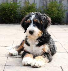 Puppies grow fast and need more food, at first. List Of Poodle Cross Breeds Ranked Via Attractiveness Groomarts