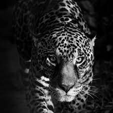 We did not find results for: Paulo Behar Eyes Of A Jaguar Animal Print Black And White Photography For Sale At 1stdibs