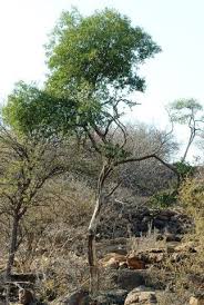 Image result for Psydrax livida