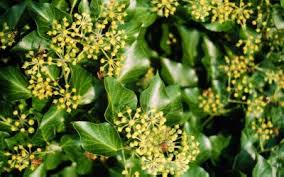 Image result for Araliaceae