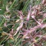 Image result for Agrostis keniensis