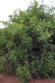 Image result for Carissa spinarum