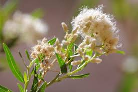 Image result for Boscia salicifolia