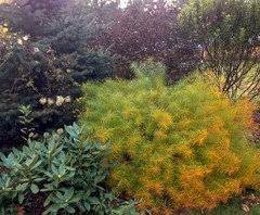 Get planting instructions and care tips for physocarpus. Plants To Compliment Ninebarks