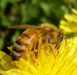 Spend a Day with the Bees