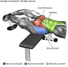 Pettorali Muscoli Utilizzati Per Allenamento Pullover Panca Piana Trasversa 1 Manubrio Allenamento Con Manubri Esercizi Esercizi Di Attivita Fisica
