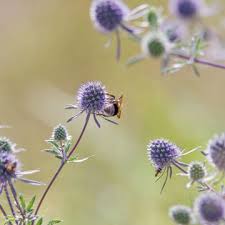 Staudenbeete Richtig Anlegen Und Pflegen Staudenbeet Edeldistel Distel