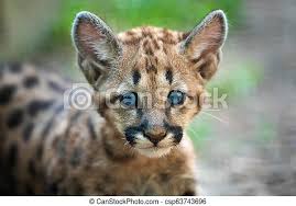 Baby Cougar Mountain Lion Or Puma Portrait Baby Cougar Mountain Lion Or Puma Canstock