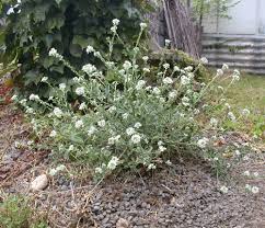 Image result for Bertiera angusiana