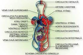 În alcătuirea arborelui vascular se disting două teritorii de circulaţie circulaţia mare — sistemică, şi circulaţia mică — pulmonară. Sistemul Circulator La Om Referate