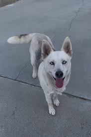 Adopting senior husky mix from Madera animal shelter