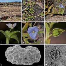 Image result for Commelina bracteosa