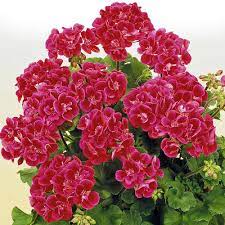 Geranium Hero Double Flowering Geraniums The Vernon Geranium Nursery Geranium Hero Is An Upright Growing Geran Geranium Plant Geraniums Growing Geraniums