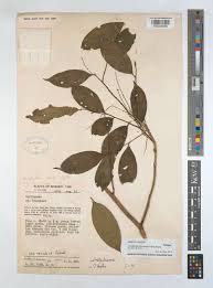 Image result for Anisophylleaceae