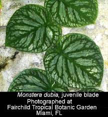 Si no cuentas con la señal de latina tv o movistar deportes, otra también visualizar el perú vs. Monstera Pinnatipartita Schott Sold As Philodendron Silver Queen Exotic Rainforest Rare Tropical Plants