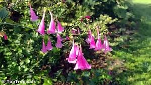 Image result for Strobilanthes hamiltoniana
