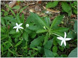 Image result for Erythroxylum platycladum