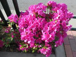 Image result for Rhododendron pulchrum