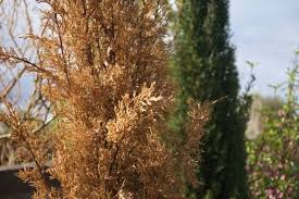 Maybe you would like to learn more about one of these? How To Revive A Cypress Tree Ultimate Guide