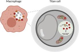 Taylor kitchen scale gray 11 lb propane. Host Derived Reactive Nitrogen Species Mediate The Cryptococcus Neoformans Yeast To Titan Switch Via Fungal Derived Superoxide Biorxiv