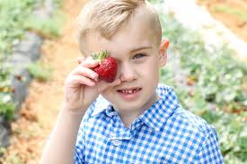 We plan to be open until May 23 if our strawberries lasts that long! We  love seeing all of your strawberry photos! 😀 Thank you Casey Jones  Photography for these gems!🍓🍓🍓🍓🍓