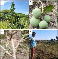Image result for Salacia madagascariensis