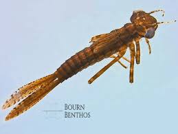 Image result for Inhambanella