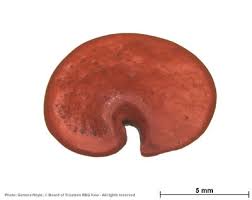 Image result for Philenoptera katangensis