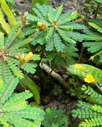 Image result for Biophytum crassipes