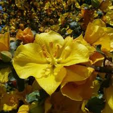 Fleurs jaunes millepertuis arbustes à fleurs potager plante jardin fleurs grandes fleurs jardins arbuste persistant croissance rapide. Arbuste A Floraison Automnale Liste Ooreka