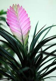 Bromeliade Moon Flower Plant Leaves Flowers