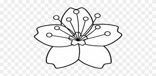 The best places for cherry blossom displays around the world. Coloring Trend Medium Size Lily Coloring Pages Blossom Cherry Blossom Black And White Clip Art Free Transparent Png Clipart Images Download