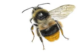 Image result for Bombus rupestris