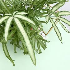 Image result for Pteris similis