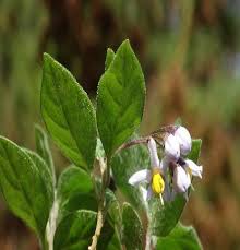 Image result for Argyrolobium fischeri