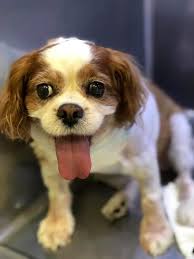 Jewel Belsinger — Mighty Hearts Project