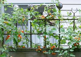 Indeterminate plants offer a great high yield. Cherry Tomatoes Gardening Solutions University Of Florida Institute Of Food And Agricultural Sciences