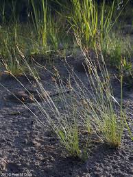 Image result for Bulbostylis densa